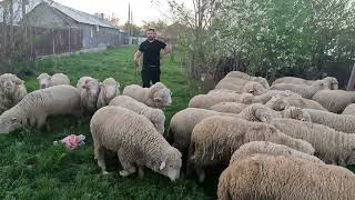 Berbecii Merinos de Palas A lui Cristian Constantin Din Martinesti Valcea [upl. by Qooraf952]