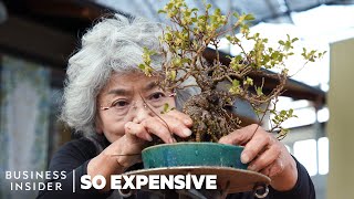 Why Bonsai Are So Expensive  So Expensive [upl. by Wollis]