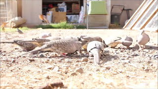 Inca doves Day 3 [upl. by Cornela758]