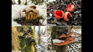 Pilze am 10022018  Pilze im Februar 2018  Winterpilze im Februar [upl. by Abbye529]