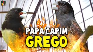 PAPA CAPIM GREGO TOP PARA ENSINAR E FOGUEAR [upl. by Elleuqram]