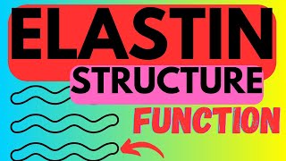 Elastin  Structure Function  Biosynthesis [upl. by Hsu]