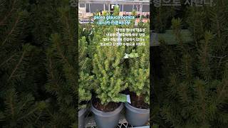 picea glauca conica 코니카 가문비나무 묘목 대림원예종묘 shorts [upl. by Vicky]