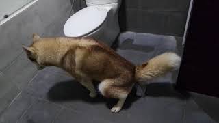 HUSKY trained to use bathroom [upl. by Negeam]