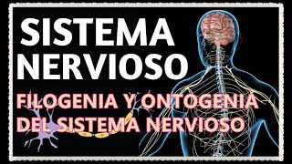 FILOGENIA Y ONTOGENIA DEL SISTEMA NERVIOSO [upl. by Nagaer]