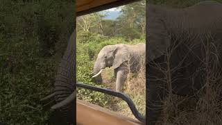 Beautiful Tanzania Ngorongoro Crater animals wildlife nature [upl. by Raffin]