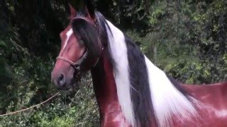 Hacienda Gasparilla Pinto Paso Fino Horses [upl. by Relyt]