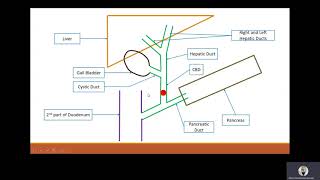 LFT amp Hepatitis Serology Interpretation [upl. by Aglo]