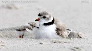 Piping Plover Calls [upl. by Libbey]