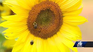 Sunflower season in full bloom at the Biltmore Estate [upl. by Annaear]