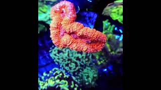 lobophyllia meerwasseraquaristik reefkeeper coral korallenzucht [upl. by Canning]