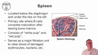 4 Introduction to Human Lymphoid Organs [upl. by Robena296]