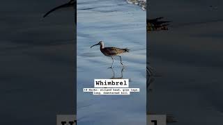 Whimbrel looking for food in Encinitas CA during migration birding birds [upl. by Iives]