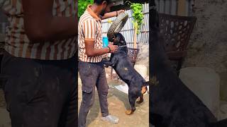 Big rottweiler rottweiler trending doglover dog roti viralshorts youtubeshorts ytshorts yt [upl. by Dennet]