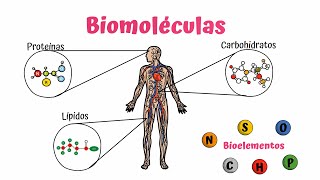 Biomoléculas Carbohidratos Lípidos y Proteínas [upl. by Akzseinga952]