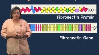 Role of introns  Melissa Moore U MassHHMI [upl. by Kenley]