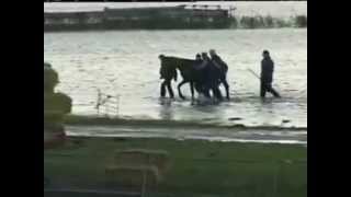 Rescue of 200 horses by 7 women in 2006  Netherland [upl. by Irianat816]