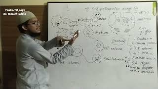 Antiparkinsonism drugs [upl. by Anayia]