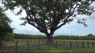 Ghirardi Compton Oak Tree 5 Years Later [upl. by Ybbed]