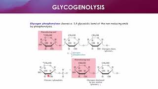 Acid Hydrolysis of Glycogen [upl. by Evelin715]