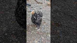 Gallina moteada shortvideo gallinas crianza [upl. by Rakso]