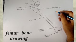 how to draw femur bone I femur drawing labeled I simple diagram of femur [upl. by Elockin241]