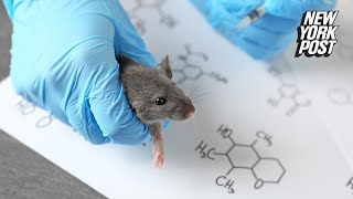 Chinese lab crafts mutant COVID19 strain with 100 kill rate in ‘humanized’ mice [upl. by Carrington]