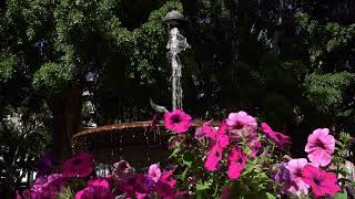 SpringTime Fountain [upl. by Tomchay]