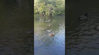 duck swan river nature viralvideo shorts waterfall fishing outing [upl. by Pirali]