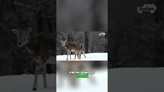 Lynx vs Wolf Pack A Battle for Survival in the Snow [upl. by Bathsheb]