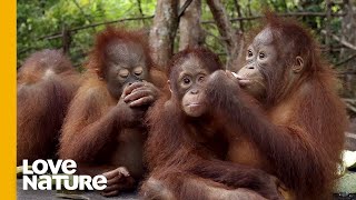 Will These Baby Orangutans Solve Food Puzzles  Love Nature [upl. by Arinaj]