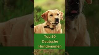 Top 10 der schönsten deutschen Hundenamen für verschiedene Hunderassen große und kleine [upl. by Oilerua]