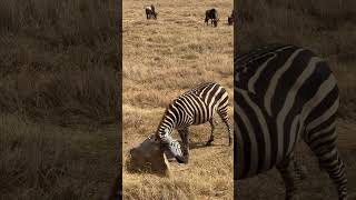 Ngorongoro Crater Tanzania animals wildlife nature [upl. by Aerdnahs]