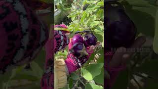 Harvesting pumpkin bean eggplants chilli spinach gardening [upl. by Gusti]