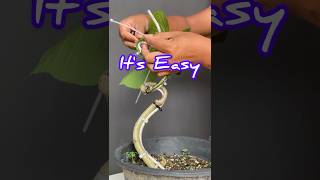 How to Make a Bonsai Tree Easily [upl. by Rabin522]