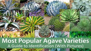 Most Popular Agave Varieties A Guide to Identification With Pictures [upl. by Remmos787]