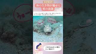 《好評発売中》愛の流儀  アマミホシゾラフグの“愛の巣”作り（海底のミステリーサークル） [upl. by Nosniv]