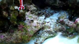 how to lawnmower sailfin algae blenny [upl. by Cyrille]