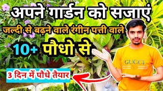 Apne Garden Ko Sajaen Rangeen Patti Wale 10  Permanent Paudhon Se 3 दिन में पौधे तैयार☘️🪴 [upl. by Yerag]