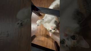 Cute Jilly 🐈  Playing with chair cute cat catlover catvideos shorts fyp [upl. by Casaleggio]