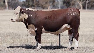 Lot 35 AEDT158 Allendale Poll Herefords 2024 [upl. by Eledoya]