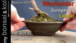 Bonsai 202412  no words just work  Wacholder  Juniperus  Literat [upl. by Primavera646]