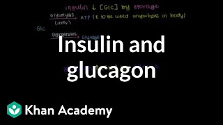 Insulin and glucagon  Chemical Processes  MCAT  Khan Academy [upl. by Purdy226]