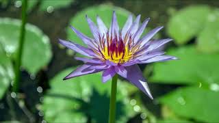 Egyption Blue Water Lily Nymphaea caerulea  Blue Lotus [upl. by Nagle]