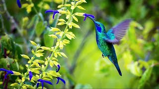 Sons de la Nature pour Dormir Relaxation Travailler se Concentrer  Bruits Nature Forêt Oiseaux [upl. by Somerset]