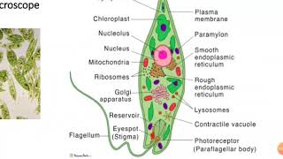 MIXOTROPHIC NUTRITION  explained briefly  SHEEFAs CHARMS [upl. by Julis]