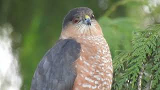 Sharp shinned Hawk closeup [upl. by Rehpotsyrk]