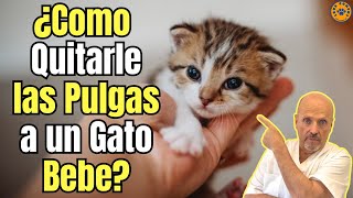 🆘 ¿COMO QUITARLE LAS PULGAS A UN GATO BEBE 🆘 [upl. by Dobbins]