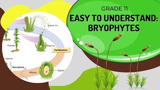 Bryophytes [upl. by Ecerahs]