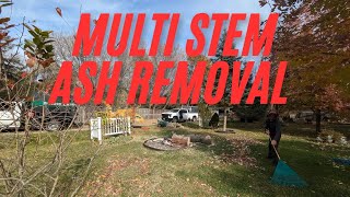 MultiStem Ash Tree Removal – Precision in Action [upl. by Wylma]